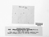 Image of Botrytis lanea